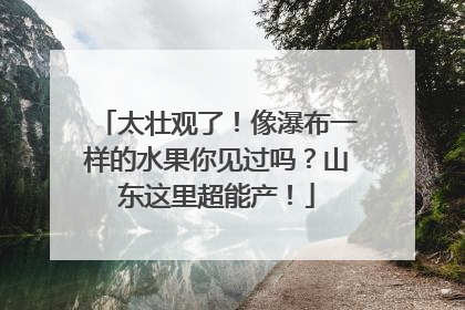 太壮观了！像瀑布一样的水果你见过吗？山东这里超能产！